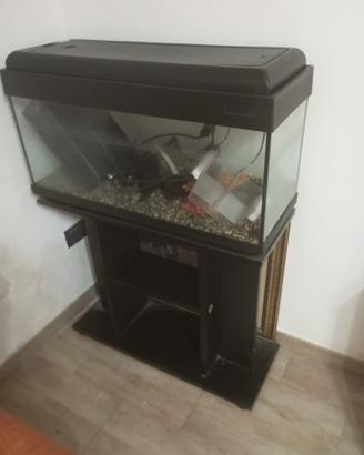 acquario 