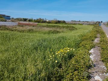 Terreno agricolo 6.000 mq Minervino di Lecce