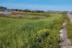 Terreno agricolo 6.000 mq Minervino di Lecce