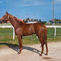 Cavallo anglo-arabo del 2022
