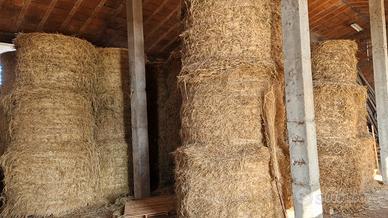 Fieno di prato misto