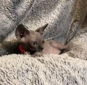Sphynx