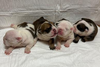 Bulldog inglese cuccioli
