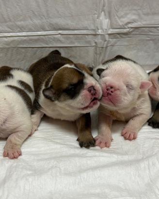 Bulldog inglese cuccioli