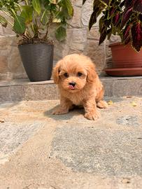 Maltipoo toy