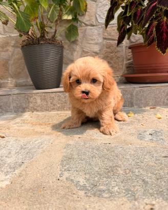 Maltipoo toy