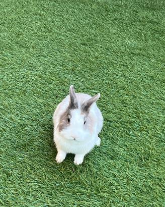 Conigli nani di 10 mesi e un anno