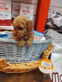 Barboncino toy femmina