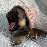 Cuccioli chihuahua