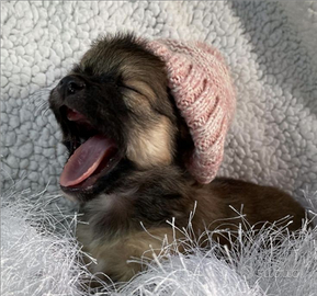 Cuccioli chihuahua