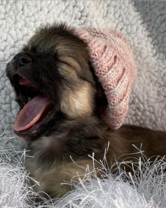Cuccioli chihuahua