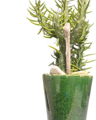 Cactus🌵Vaso