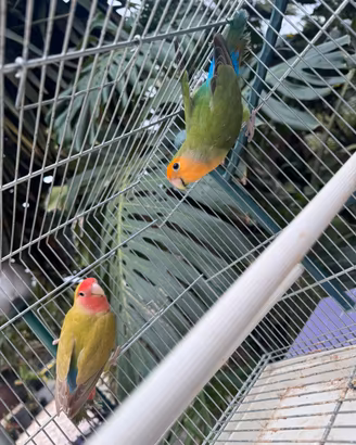 Coppia di Inseparabili roseicollis