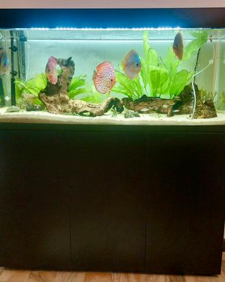 KIT COMPLETO (acquario + pesci insieme) Aquael