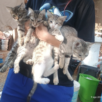 Gattini in adozione