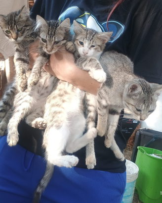 Gattini in adozione