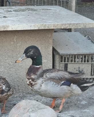 Germani, anatra mignon e mute