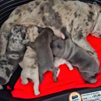 Cuccioli di bulldog esotici