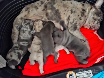 Cuccioli di bulldog esotici