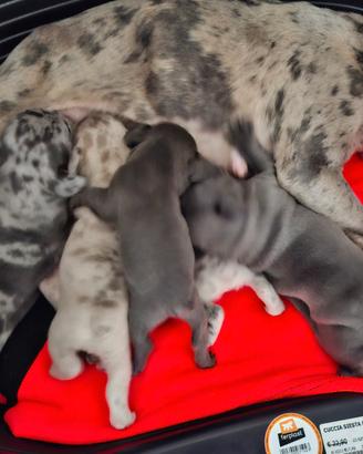 Cuccioli di bulldog esotici