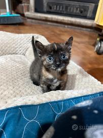 Disponibile ad accogliere gattini - Dugenta (BN)