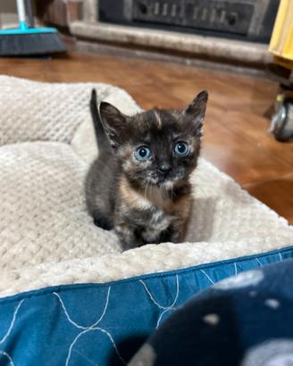 Disponibile ad accogliere gattini - Dugenta (BN)