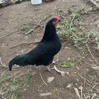 Gallo incrocio cemani e livornese