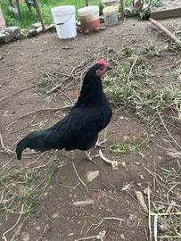 Gallo incrocio cemani e livornese
