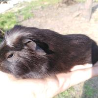 Cavia / Porcellino d'India