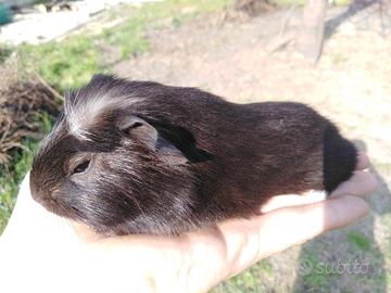 Cavia / Porcellino d'India