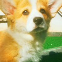 Welsh Corgi Pembroke con pedigree ENCI Fci