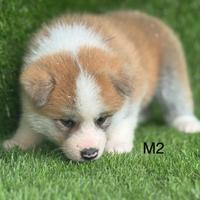 Akita Inu con pedigree ENCI