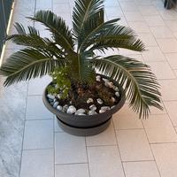 Cycas