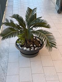 Cycas