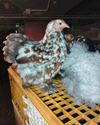 Galline ornamentali