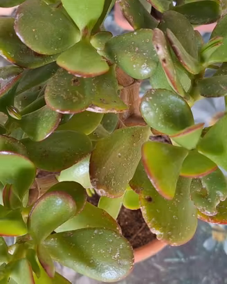 Albero di Giada Bonsai