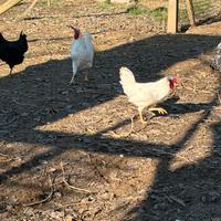 Gallo