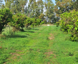 Terreno agricolo