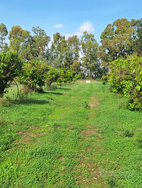 Terreno agricolo