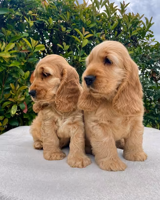 Cocker Spaniel Inglese