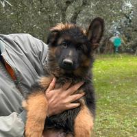 Cuccioli di Pastore Tedesco