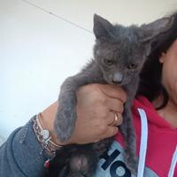 Grey gattino 3 mesi