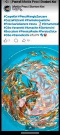 Pesce