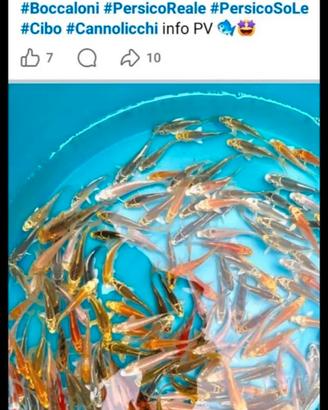 Pesce