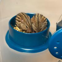 Coppia FF topi cinghiale + gabbia