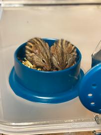 Coppia FF topi cinghiale + gabbia