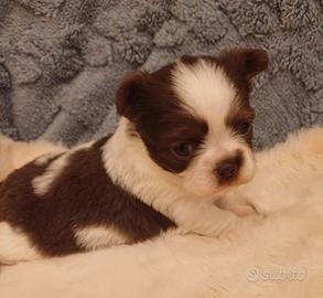 Maschio di chihuahua a pelo lungo bicolor