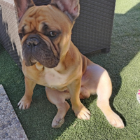 Bulldog francese per monta