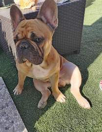 Bulldog francese per monta