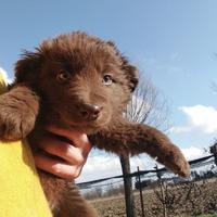 Cuccioli di Border Collie